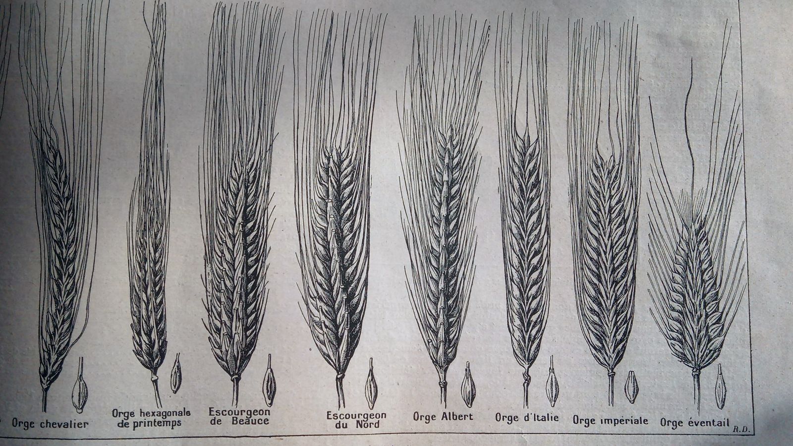 Quelques anciennes variétés européennes de blé et d'orge.