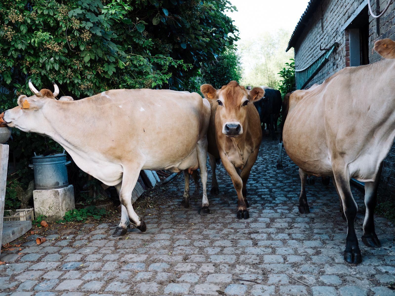 Les vaches de Dubbeldoel.