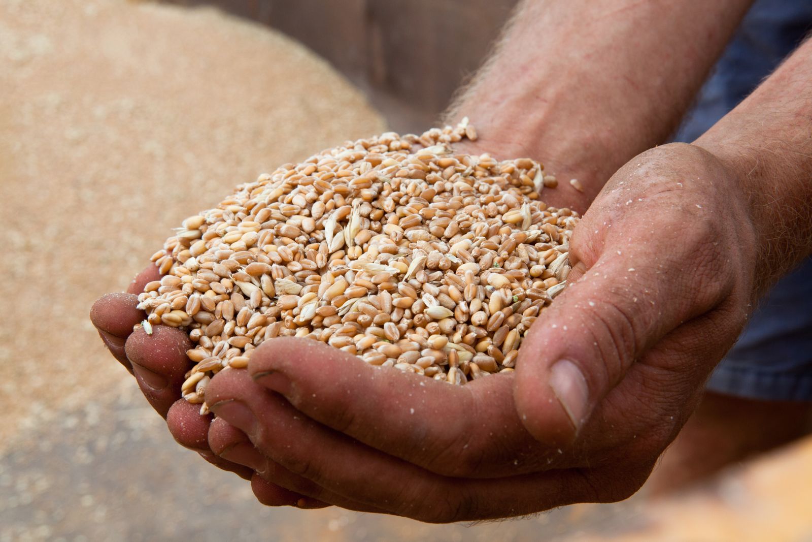 Local landrace grains, just before being crushed.