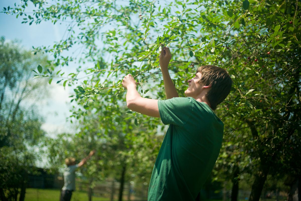 Chaque été, nous cueillons nos propres cerises dans des vergers de Schaerbeek.