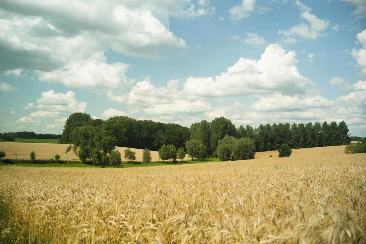 La région du Pajottenland, joliment vallonnée, juste avant la récolte des céréales.