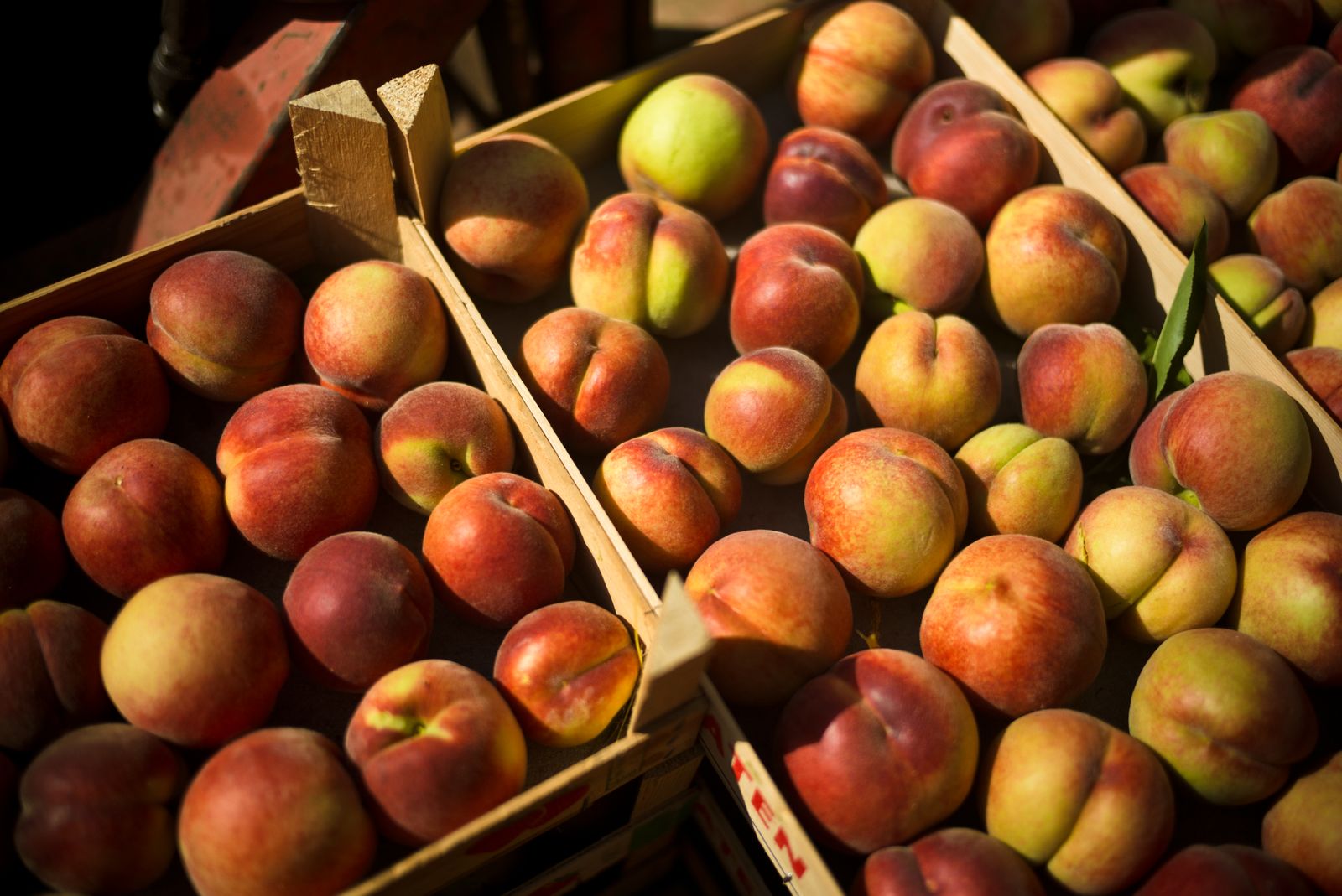 Freshly picked peaches from Gelrode, Vlaams-Brabant.