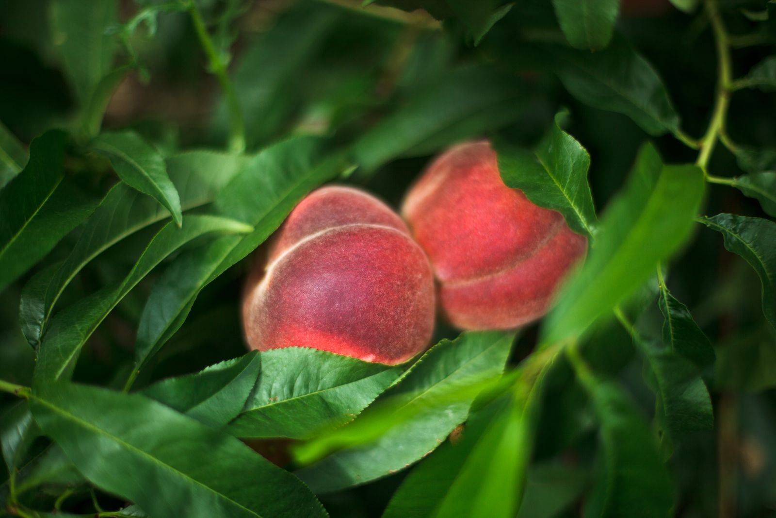 The ripeness of peaches is on point when they are about to fall off the tree by themselves.