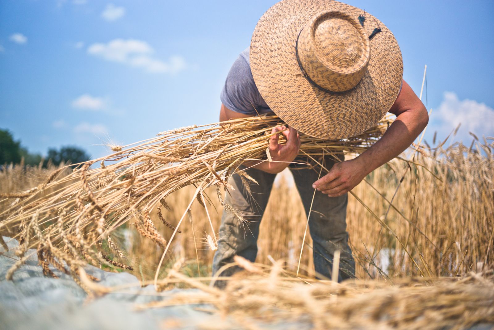 L'agriculteur Tijs rassemble le blé en gerbe.