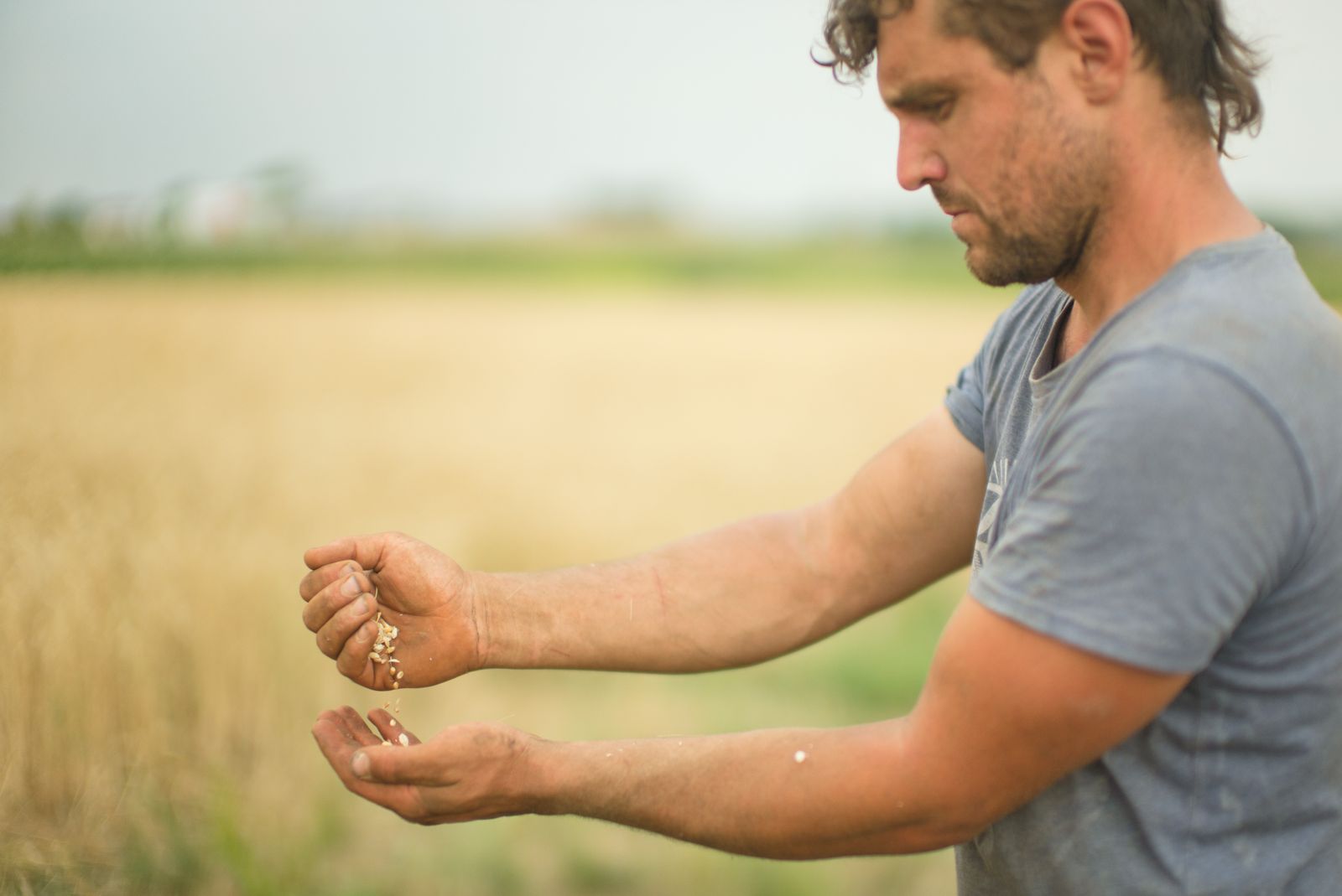 Farmer Tijs Boelens checks the ripeness of the grain just before harvest.