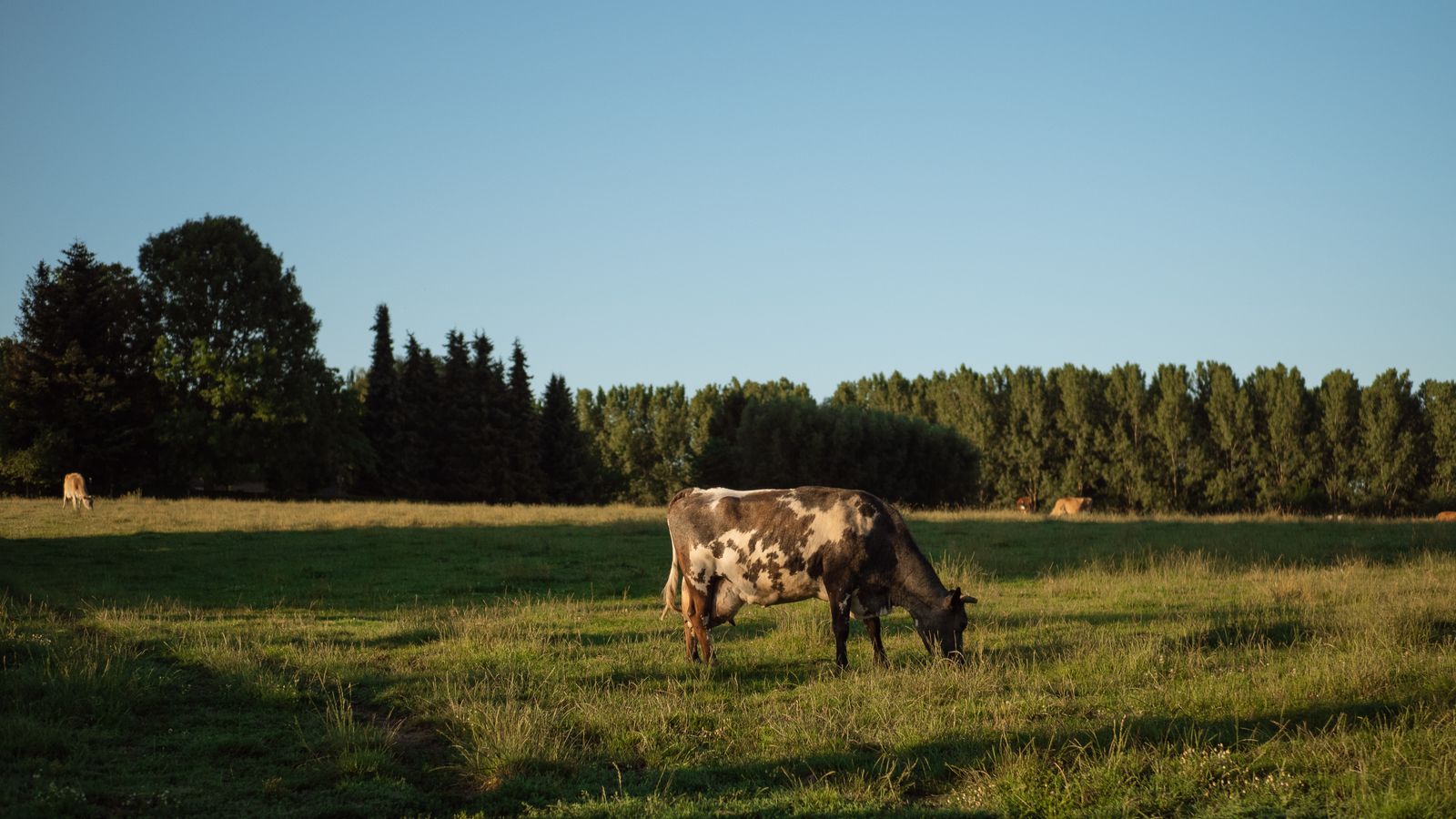 Grazen op Patjose wijdse weiden