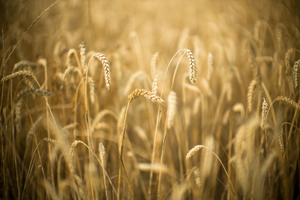 Les céréales du Pajottenland.